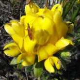 Aspalathus aspalathoides